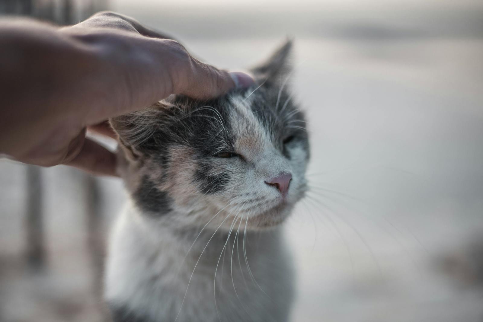 Close-up of a cat enjoying a gentle pet from a human hand outdoors.