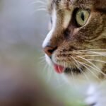 cat, cat tongue, cat eyes, mackerel, domestic animal, tabby, gray tabby cat, pet, gray cat, domestic cat, portrait, nature, cat portrait, cat profile, the world of animals, mammal, animal