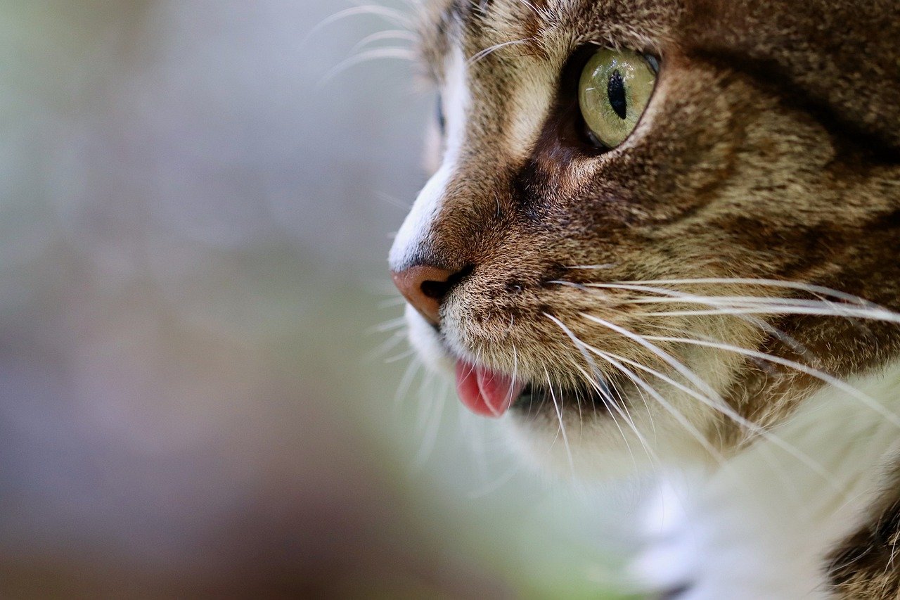 cat, cat tongue, cat eyes, mackerel, domestic animal, tabby, gray tabby cat, pet, gray cat, domestic cat, portrait, nature, cat portrait, cat profile, the world of animals, mammal, animal