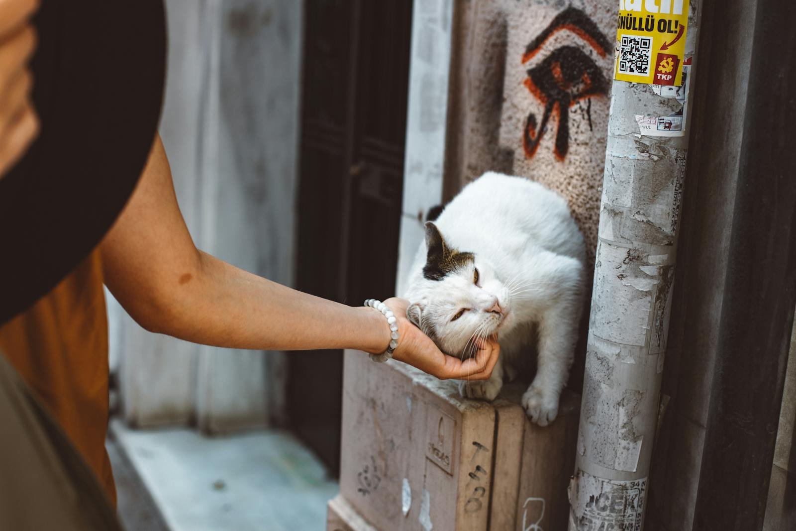 A white and black street cat enjoys a gentle pet from a person in an urban setting.