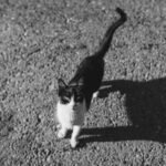 Artistic black and white image of a cat on gravel with a dramatic shadow.