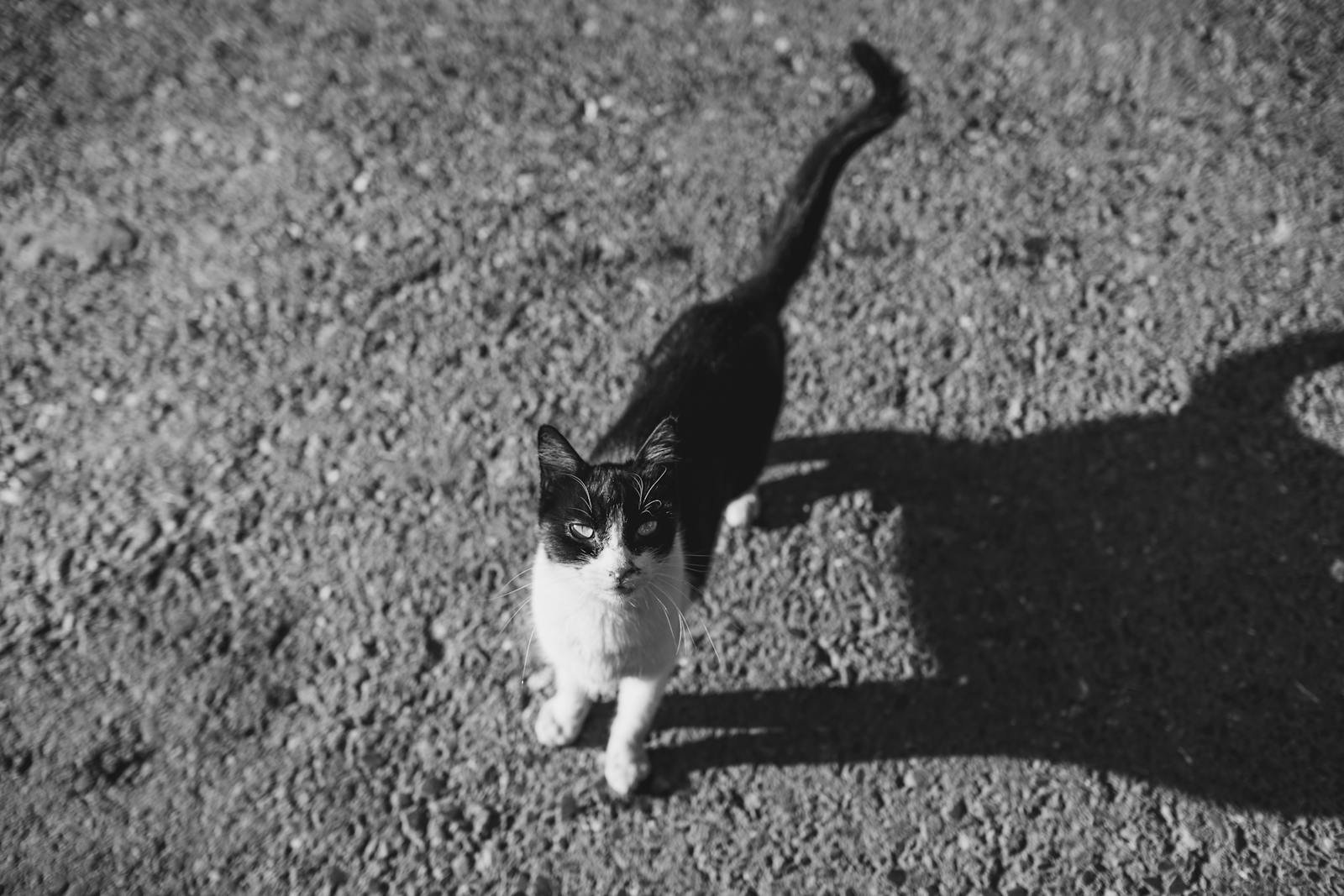 Artistic black and white image of a cat on gravel with a dramatic shadow.