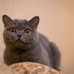 Attention Without Meowing