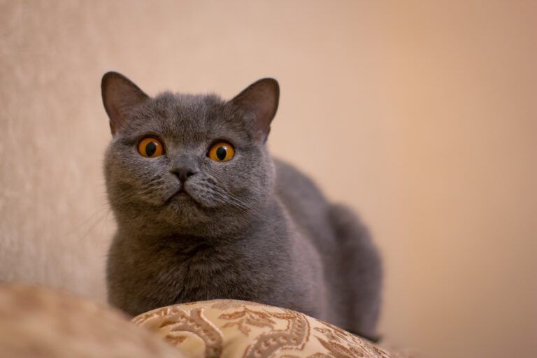 Attention Without Meowing