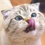 cat, scottish fold, lick, tongue, pet, face, whiskers, animal, domestic cat, feline, mammal, cute, closeup, nature, portrait, scottish fold, scottish fold, scottish fold, scottish fold, scottish fold