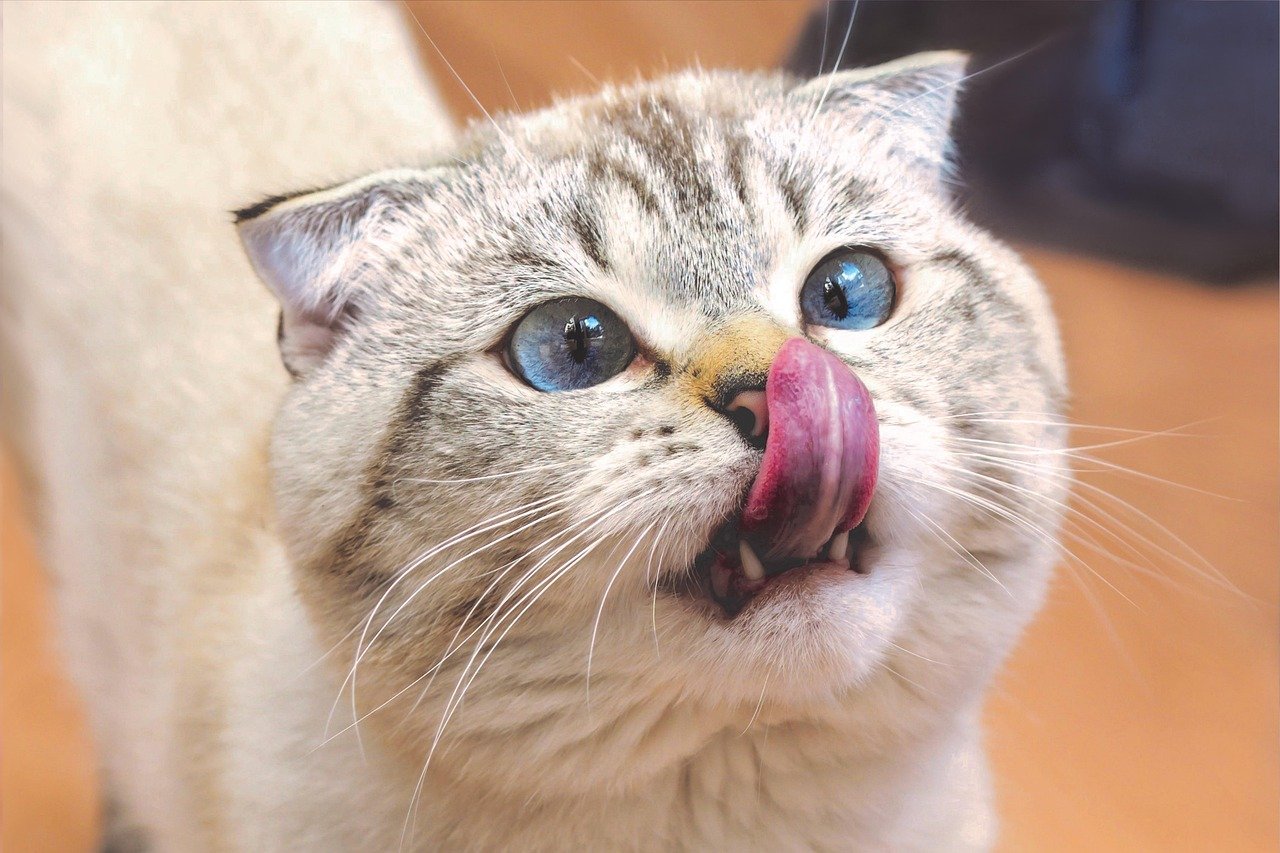 cat, scottish fold, lick, tongue, pet, face, whiskers, animal, domestic cat, feline, mammal, cute, closeup, nature, portrait, scottish fold, scottish fold, scottish fold, scottish fold, scottish fold