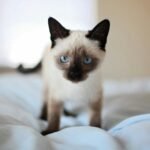 Close-up of a cute Siamese kitten with blue eyes on a bed, showcasing its adorable features.