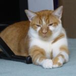 An orange and white cat laying on a bed next to a laptop
