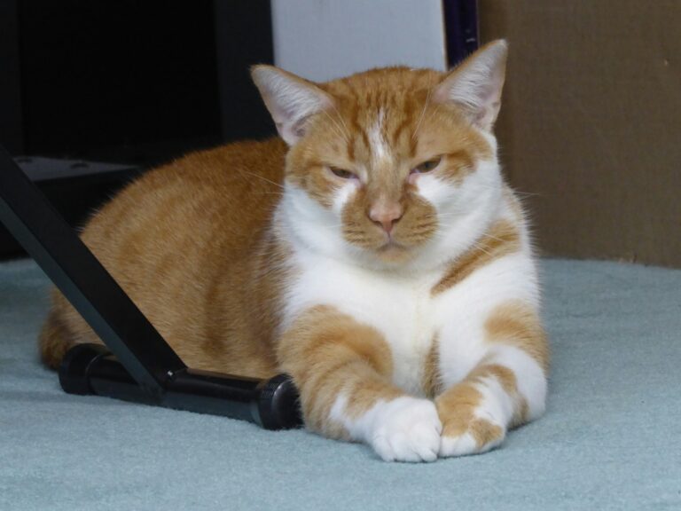 An orange and white cat laying on a bed next to a laptop