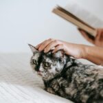 Crop faceless female reading interesting book and caressing fluffy domestic tabby while resting together on comfy bed