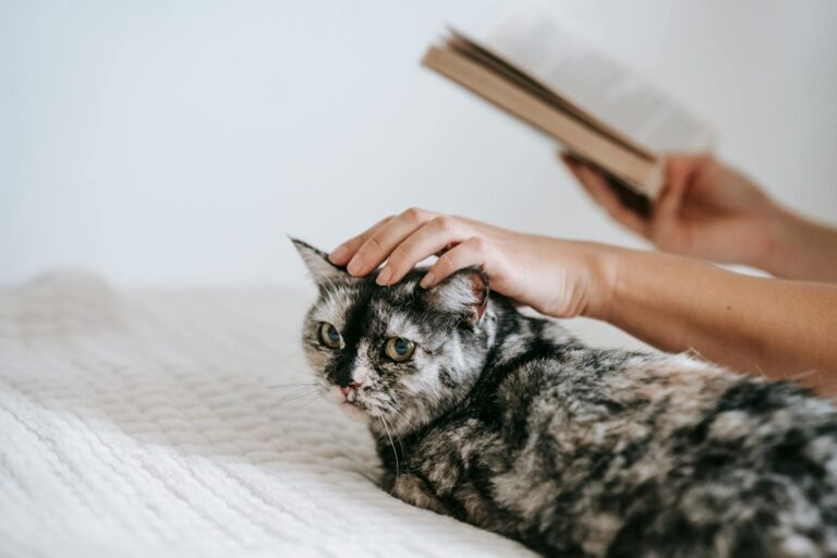 Crop faceless female reading interesting book and caressing fluffy domestic tabby while resting together on comfy bed