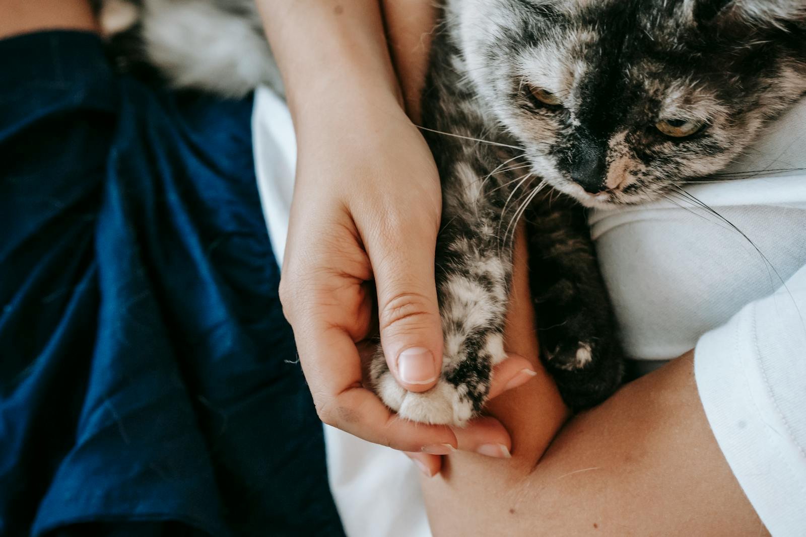 A woman gently holding a cat's paw, showcasing a tender moment of companionship.