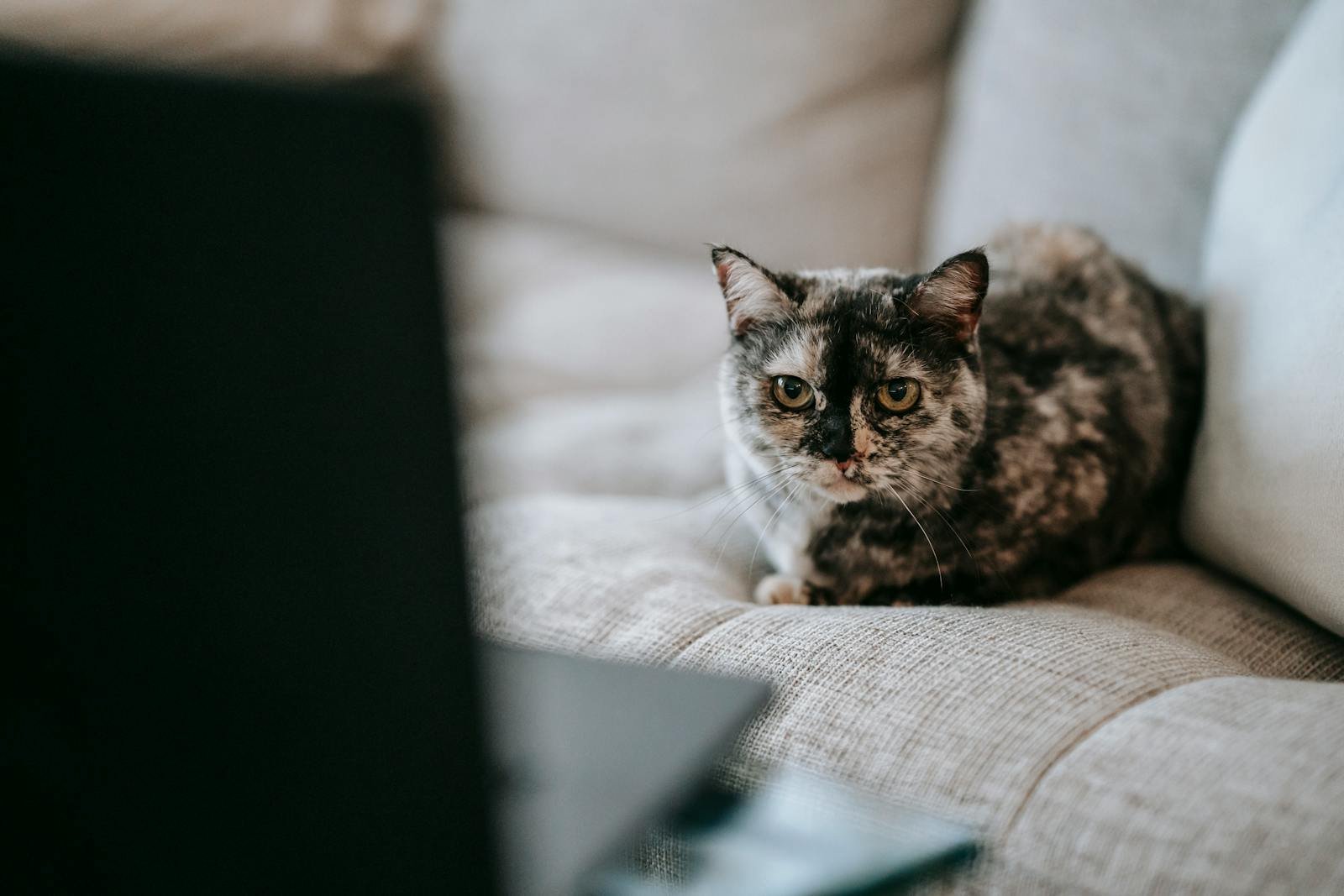 A charming domestic cat lounging comfortably on a soft sofa, exemplifying a tranquil indoor setting.