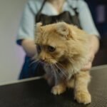 A ginger tabby cat being gently held on a vet's examination table indoors.