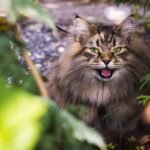 Calm Your Cat Without Realizing