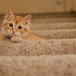Cute orange kitten with a collar lying on carpeted stairs, looking at the camera.