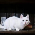 Close-up of a white cat with heterochromia resting on a bookshelf indoors.