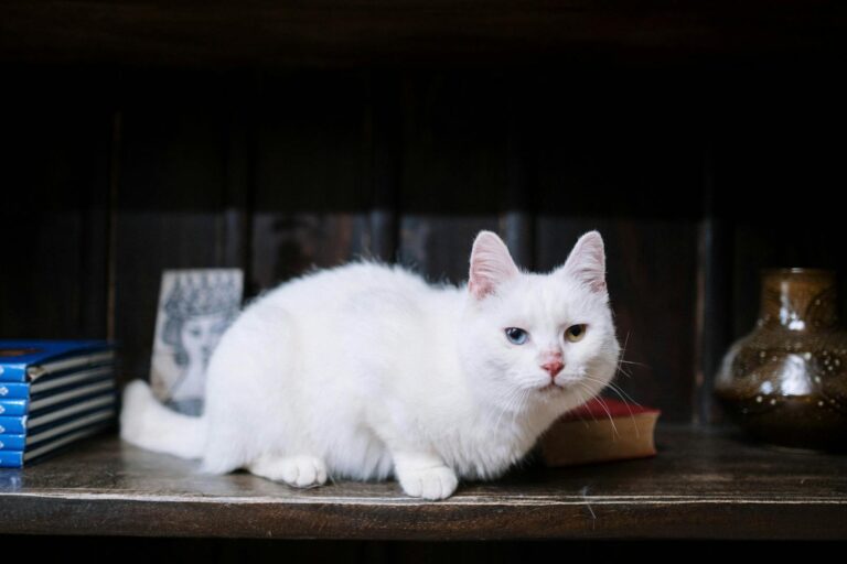 Close-up of a white cat with heterochromia resting on a bookshelf indoors.