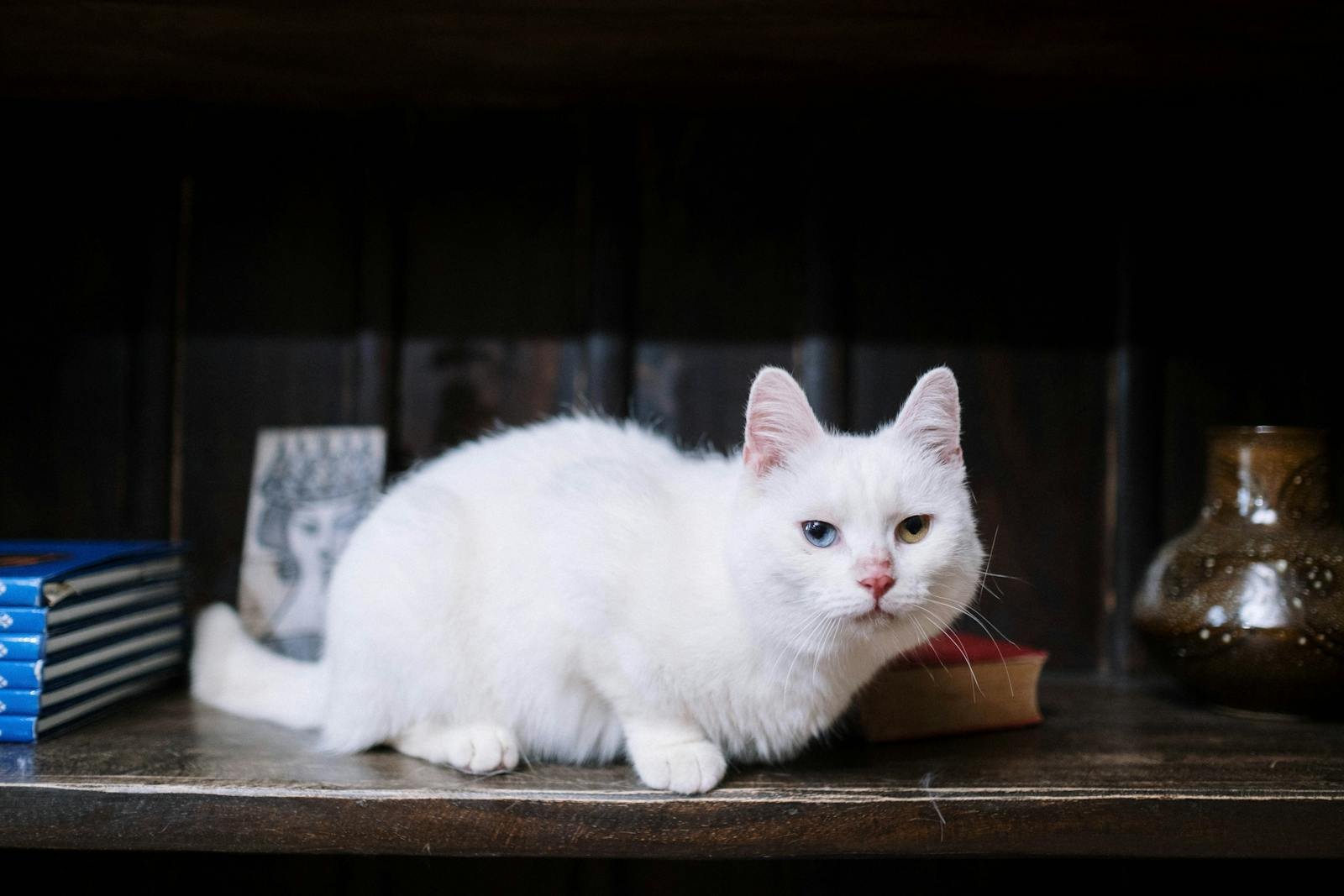 Close-up of a white cat with heterochromia resting on a bookshelf indoors.