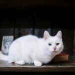 Close-up of a white cat with heterochromia resting on a bookshelf indoors.