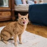 Ginger cat playfully sticking out its tongue inside a cozy room setting.