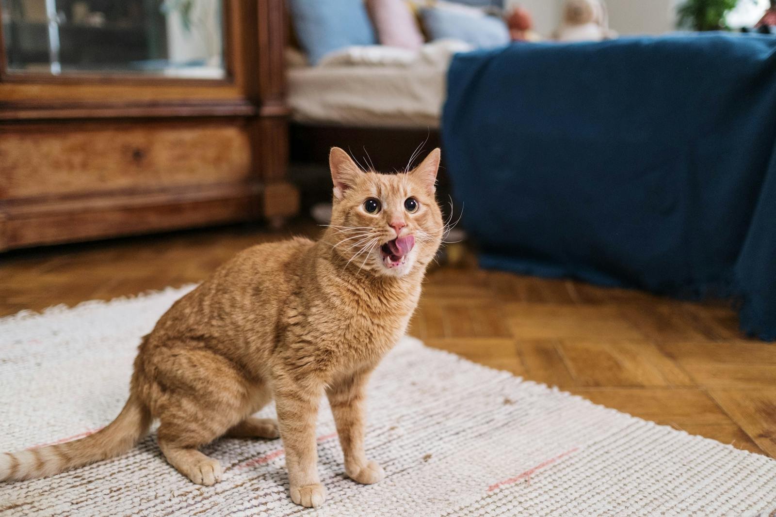Ginger cat playfully sticking out its tongue inside a cozy room setting.