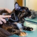 pet, cat, grooming, fur, animal, nature, care, mammal