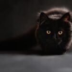 maine coon, cat, cat's eyes, black cat, animal portrait, zoom background, kitty, pet, feline, domestic cat, cat portrait, cat, cat, animal, cat, cat, cat