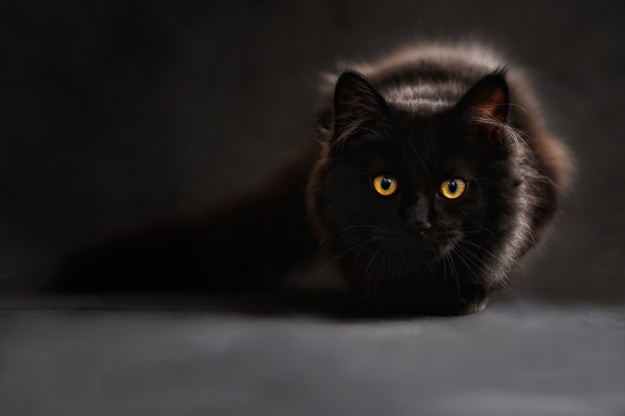 maine coon, cat, cat's eyes, black cat, animal portrait, zoom background, kitty, pet, feline, domestic cat, cat portrait, cat, cat, animal, cat, cat, cat