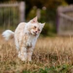 a cat walking across a grass covered field