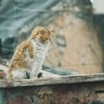A scruffy feral cat sits on a weathered rooftop amidst an urban setting.