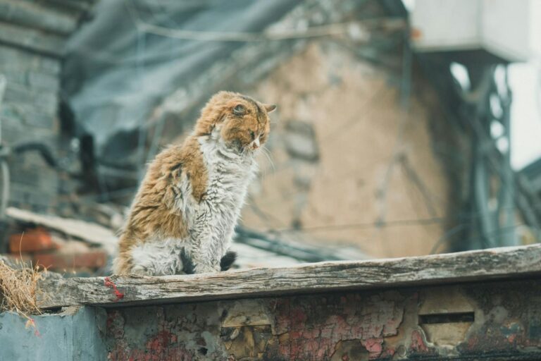 A scruffy feral cat sits on a weathered rooftop amidst an urban setting.