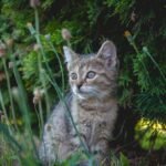cat, kitten, pet, young cat, animal, domestic, feline, mammal, grass, nature, eyes, fur, cat, cat, cat, cat, cat
