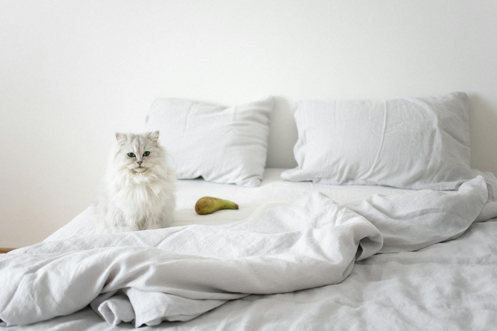 Adorable Persian cat sitting on a bed in a minimalist bedroom setting.