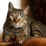 Close-up portrait of a tabby cat with bright eyes, lying down and looking directly at the camera indoors.
