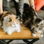 Two fluffy cats, a calico and a maine coon, rest comfortably on an ottoman indoors.