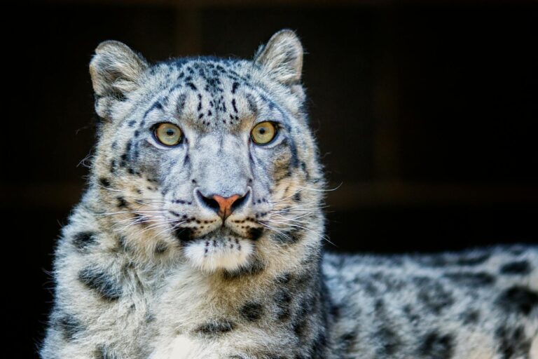 Detailed portrait of a snow leopard showcasing fur texture and piercing eyes, captured in Omaha Zoo.