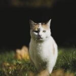 cat, nature, animal, outdoors, feline, grass, domestic cat, cat, cat, cat, cat, pet, cat