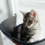 A cute tabby cat sitting in a cozy black window seat, looking outside pensively.