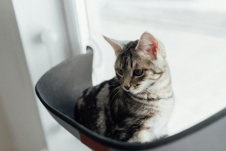 A cute tabby cat sitting in a cozy black window seat, looking outside pensively.