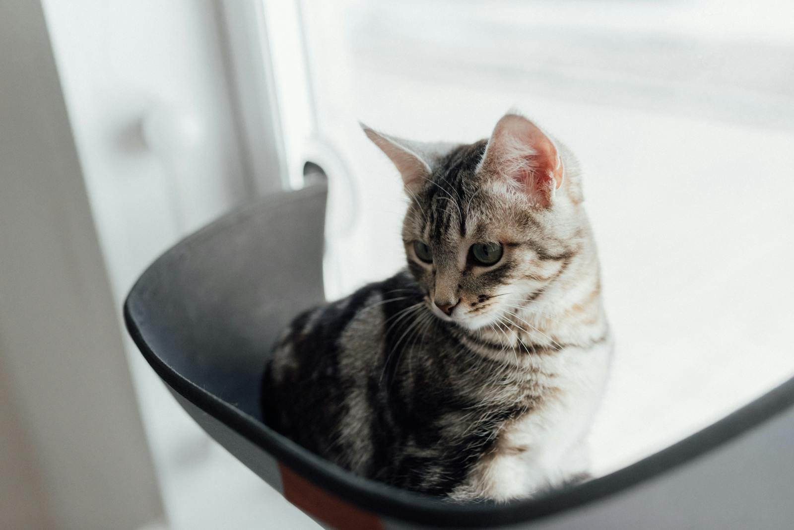 A cute tabby cat sitting in a cozy black window seat, looking outside pensively.