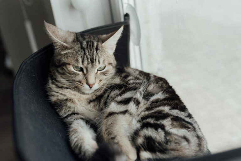 Cute tabby cat with green eyes lounging indoors by the window, exuding calmness.