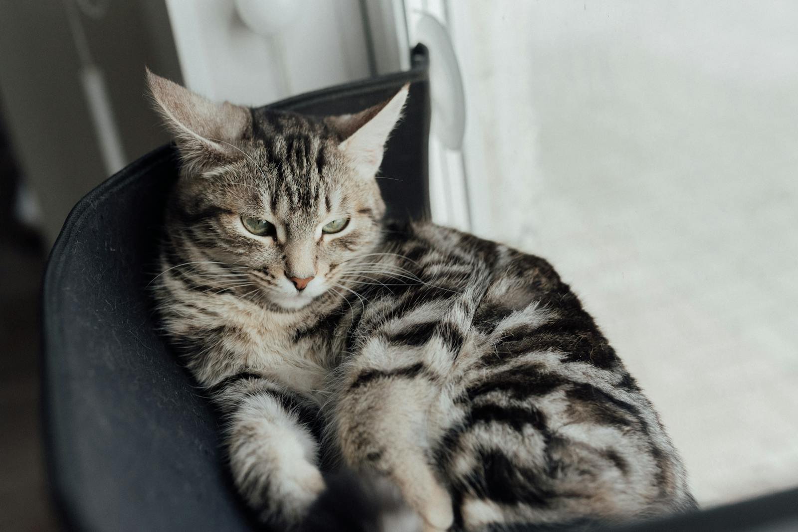 Cute tabby cat with green eyes lounging indoors by the window, exuding calmness.