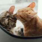 Two cute cats cuddling in a cozy indoor space by a window, showcasing affection and warmth.