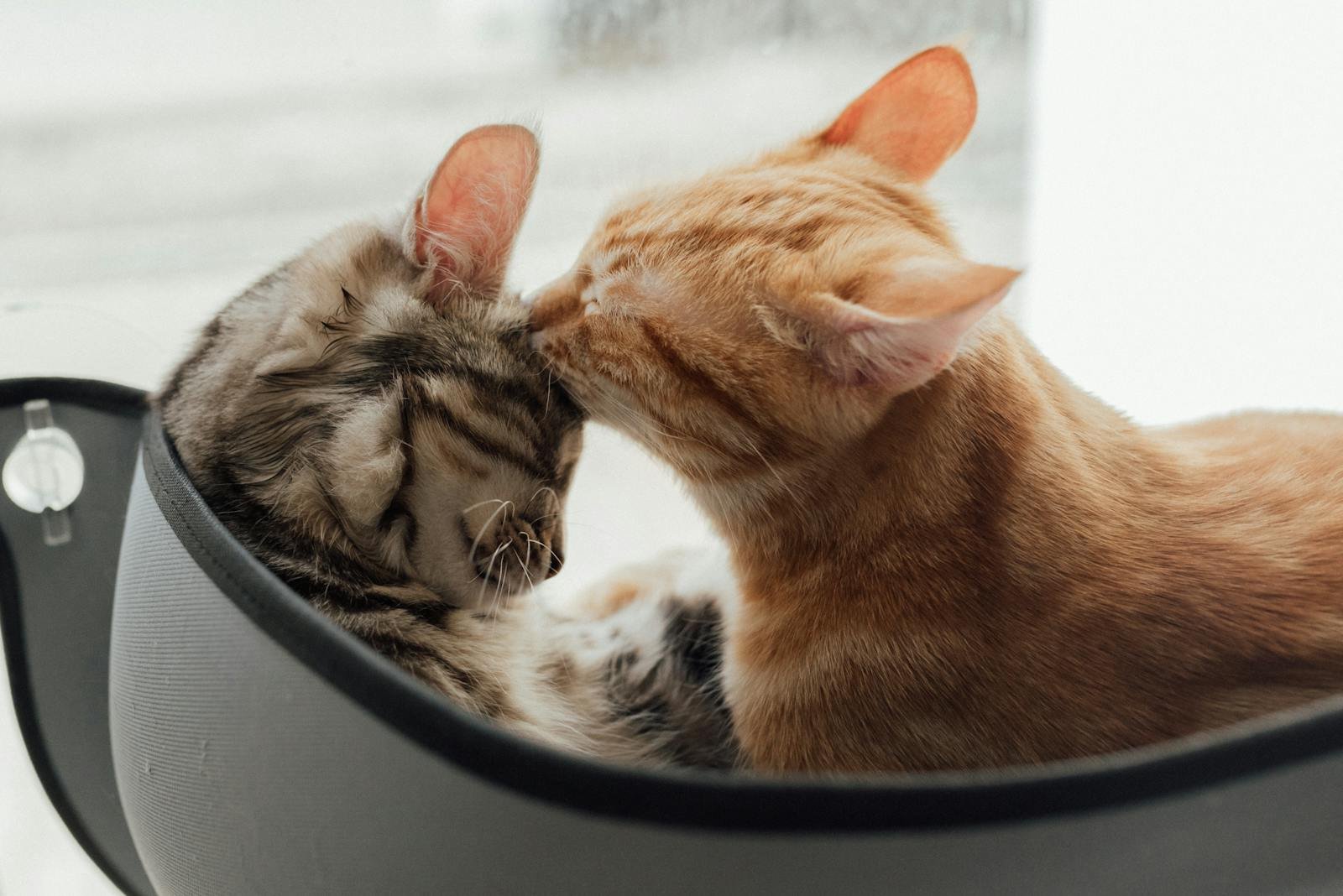 Two cute cats cuddling in a cozy indoor space by a window, showcasing affection and warmth.