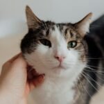 Adorable tabby cat enjoys gentle petting in a cozy indoor setting.