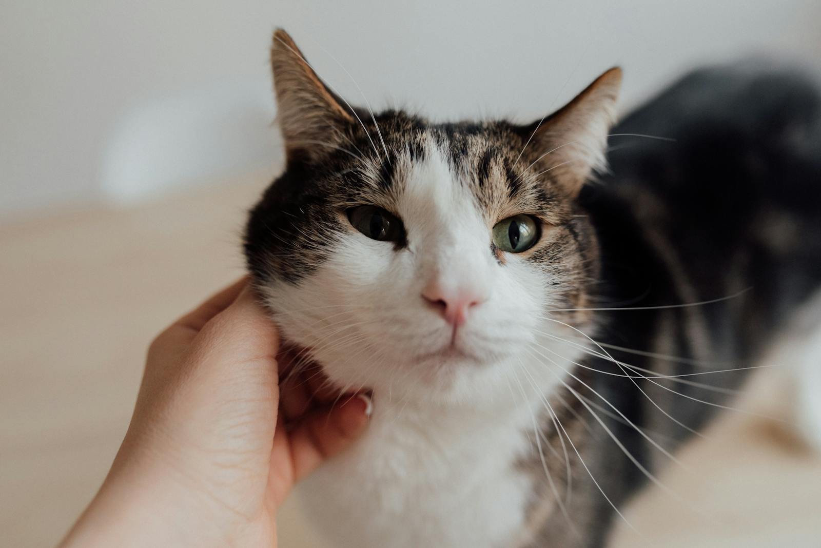 Adorable tabby cat enjoys gentle petting in a cozy indoor setting.