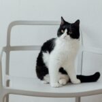 A cute black and white cat sitting on a modern white chair indoors.