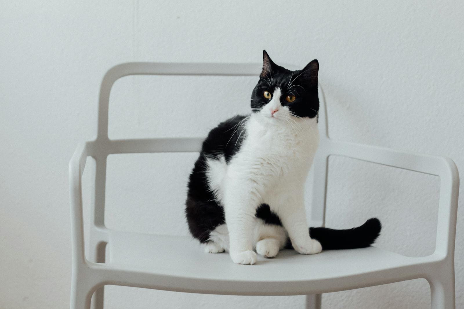 A cute black and white cat sitting on a modern white chair indoors.