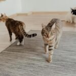 Multiple domestic cats, including tabbies, walking on a rug indoors. Animal photography of pets.